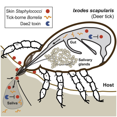 Microscopic view of cells