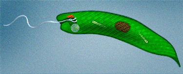 Bacterial flagella movement