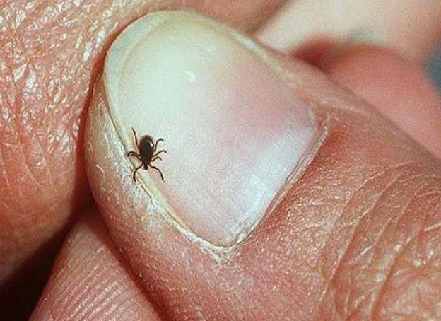 Tick size comparison